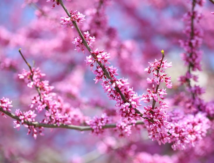 The Fantastic Flora of Niagara Falls