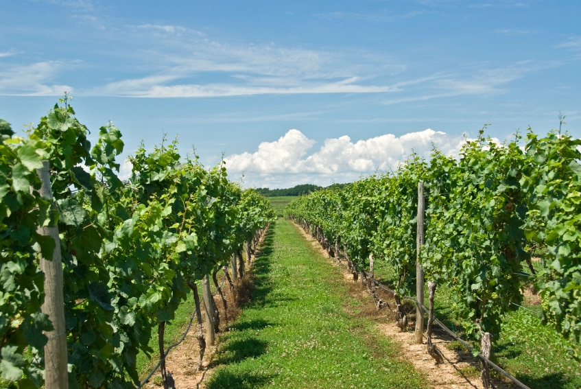 Visit a Niagara Falls winery today