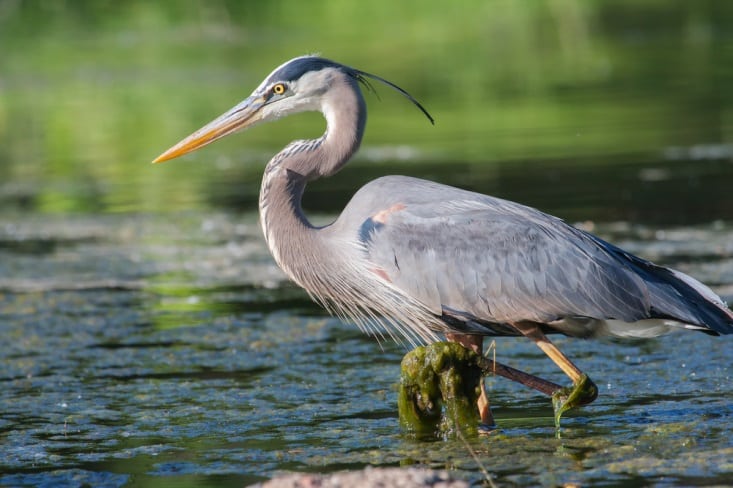 Bird Watching in Niagara